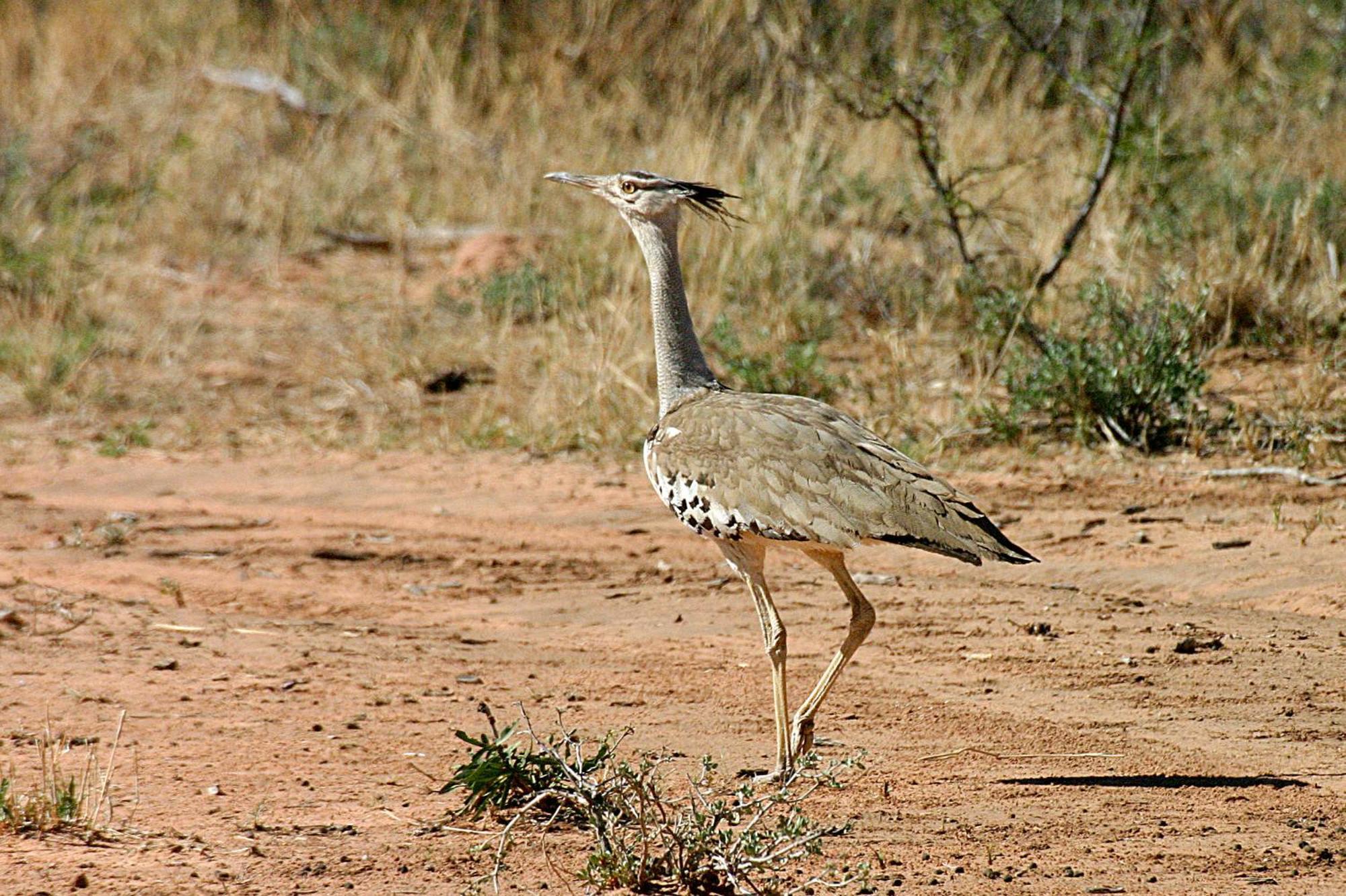 Waterberg Wilderness - One Namibia Villa Rum bild